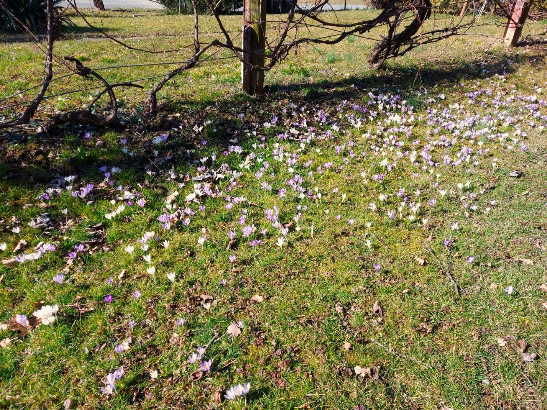 Frühlingsboten